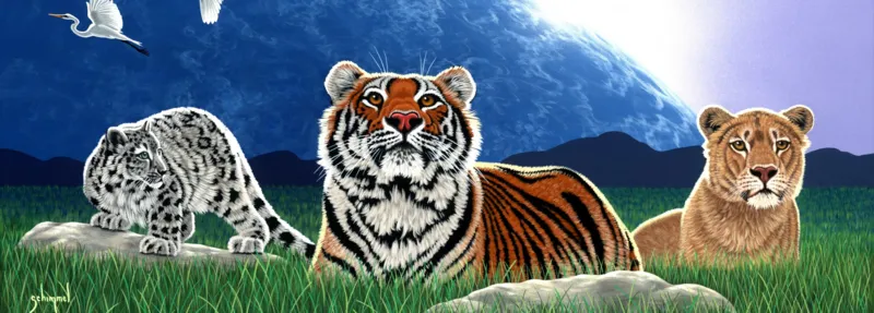 Schim Schimmel - Shared World