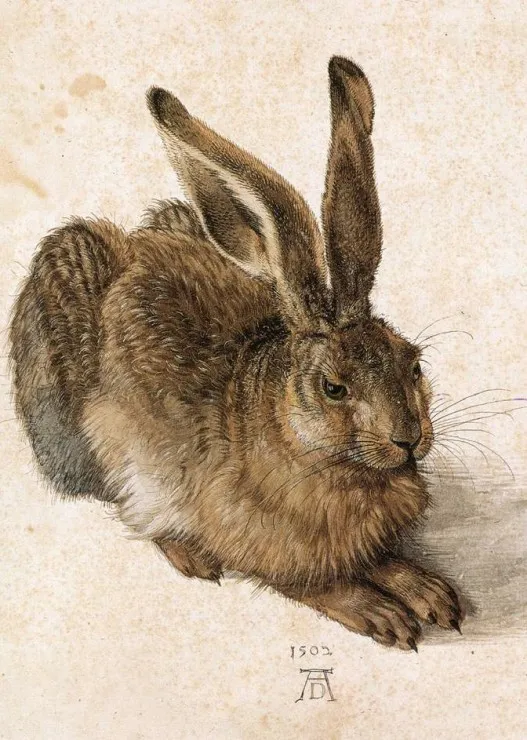 Dürer - Le Lapin