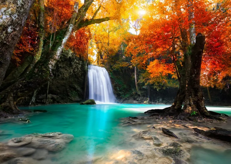 Cascade dans la Forêt