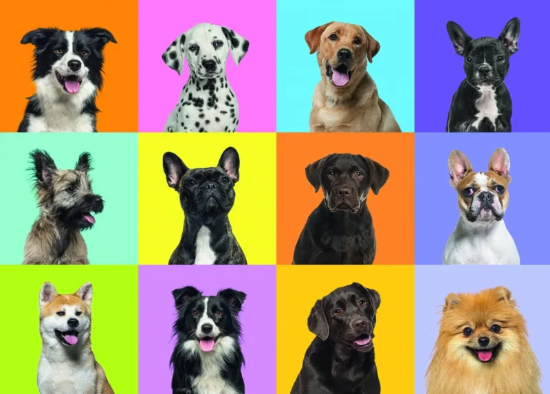 Collage de Chiens