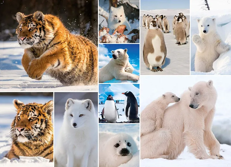 Collage - Artic Life