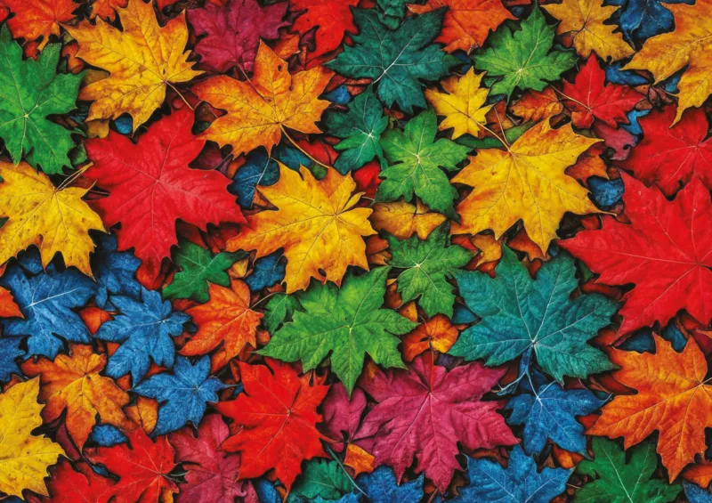 Feuilles Colorées