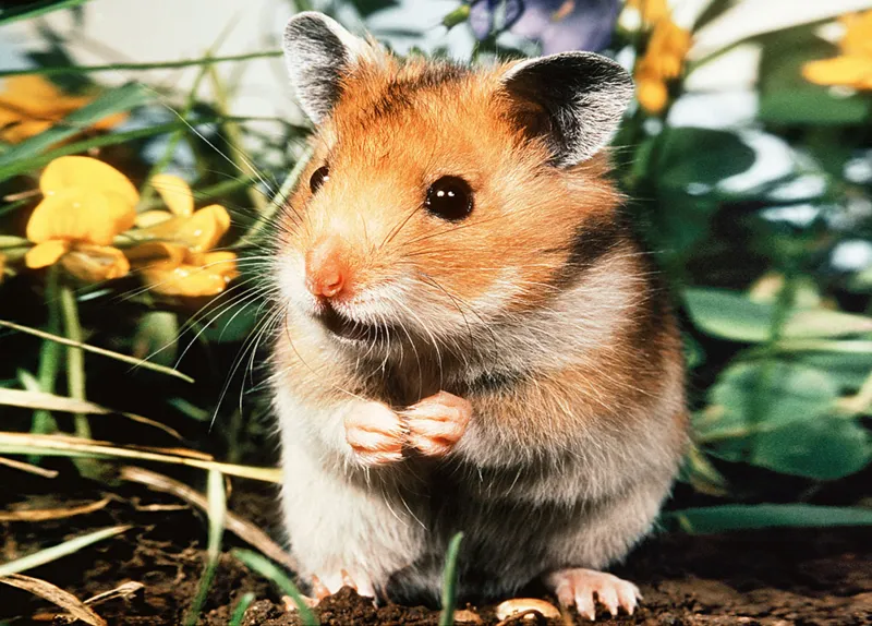 Hamster