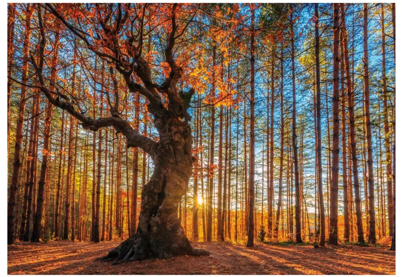 Puzzle en Bois - The King of the Forest