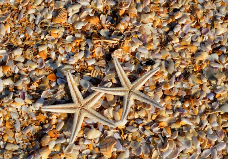 Coquillages et Etoiles de Mer