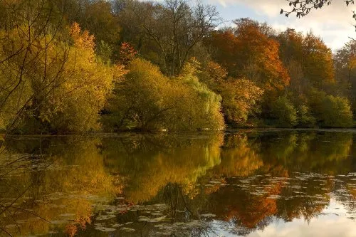 Autumn Leaves, Cotswolds