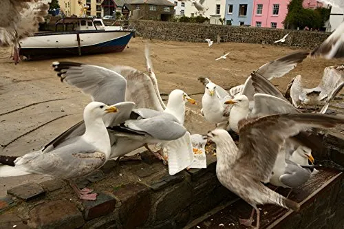 Gourmet Gulls, Illfracombe, Devon
