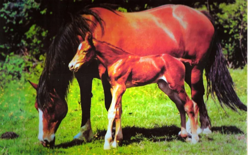Mare and Foal
