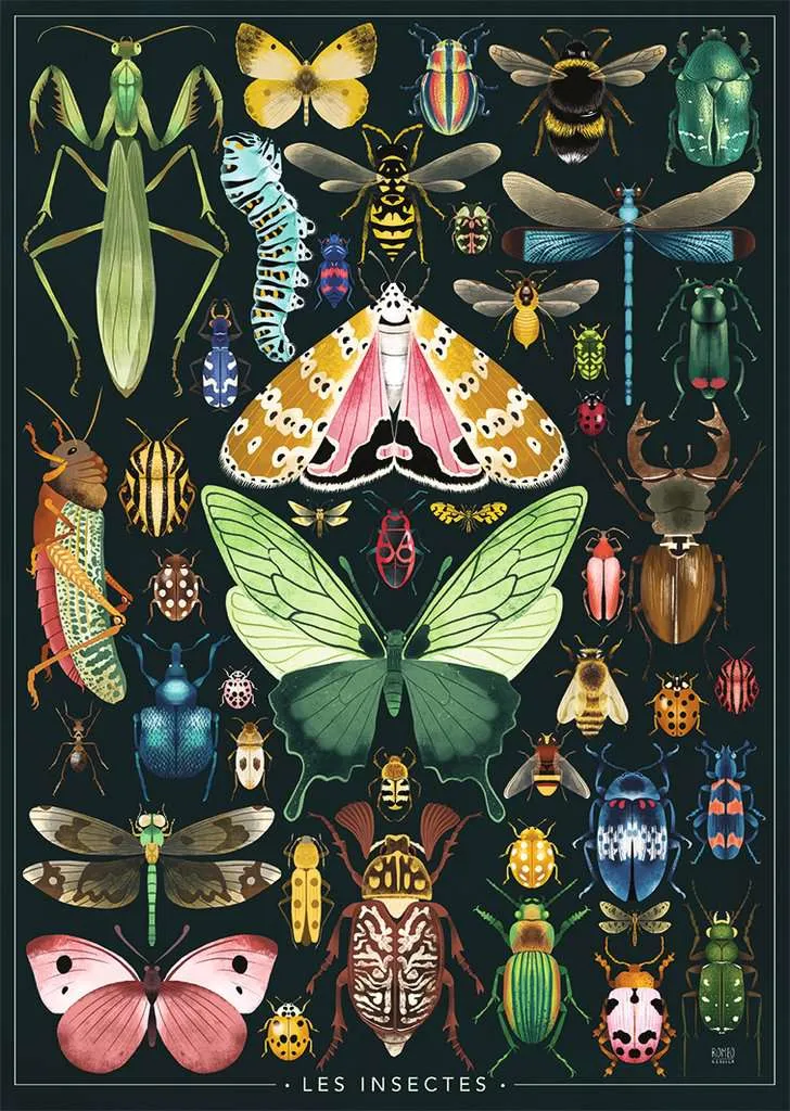 Les Insectes - Rebecca Romeo