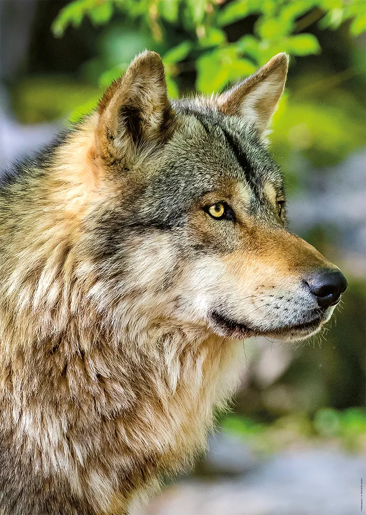 Loup Gris Européen