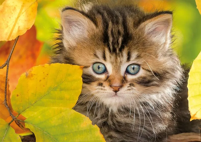 Chaton en automne