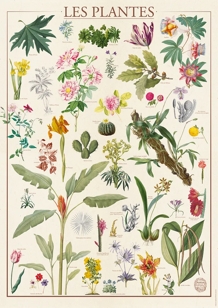 Muséum National d'Histoire Naturelle - Les Plantes