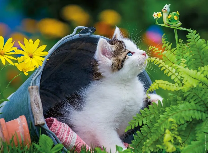 Petit Chaton Curieux