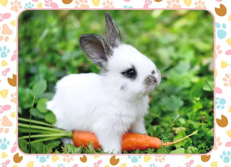 Petit Lapin et sa Carotte