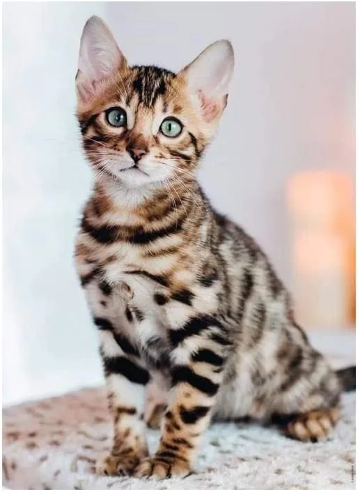 Bengal