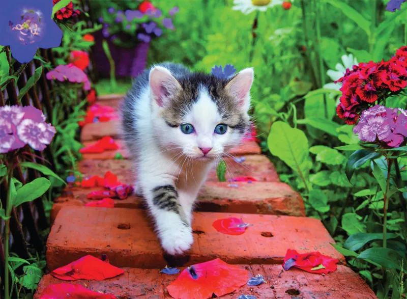 Chaton