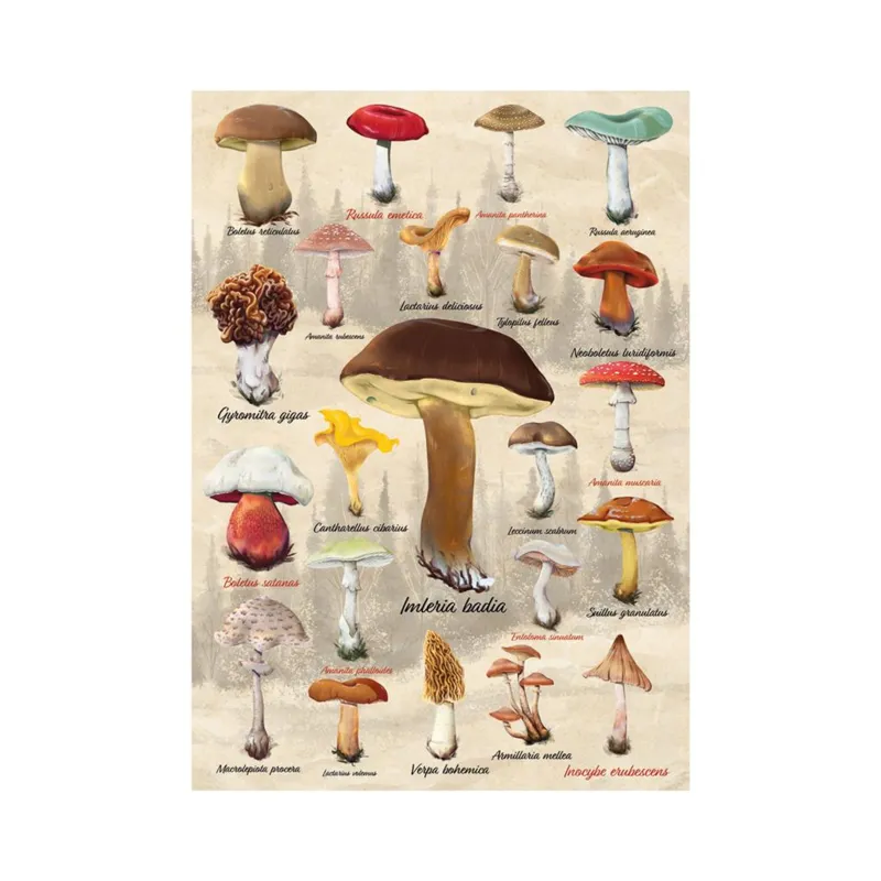 Collage Champignons