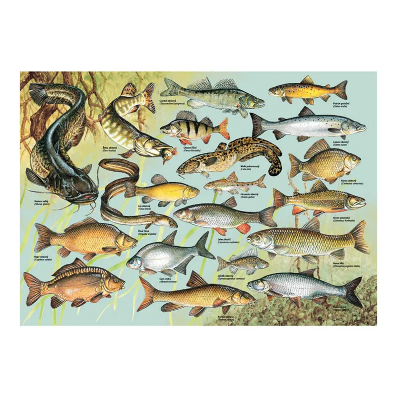 Poissons