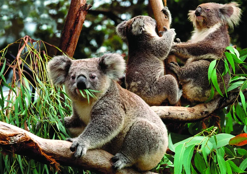 Koalas
