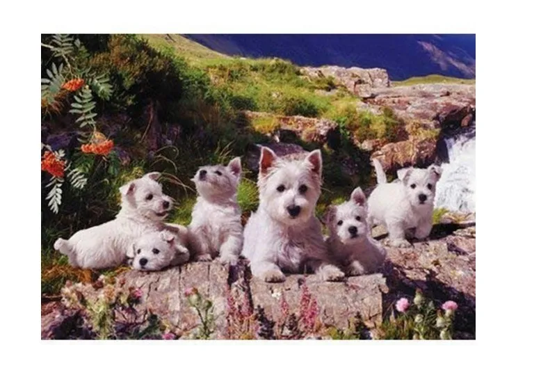Westies