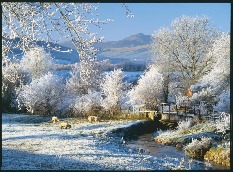 Pièces XXL - Touch Of Frost