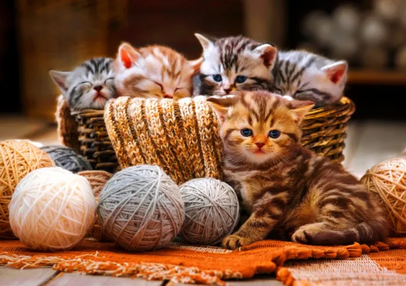 Kittens in Basket