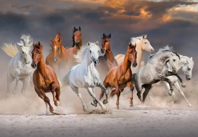 The Horse Race