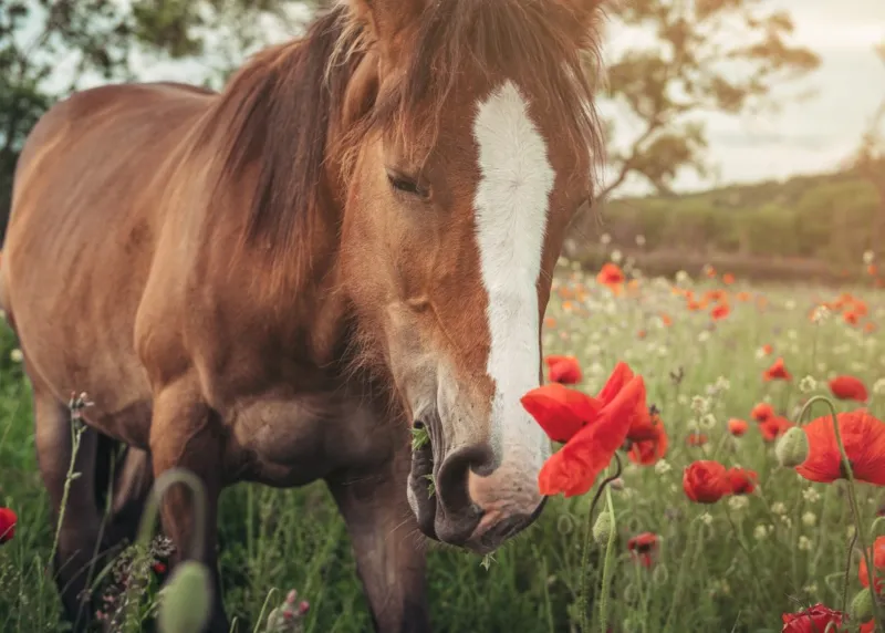 Cheval dans un Champ de Coquelicots