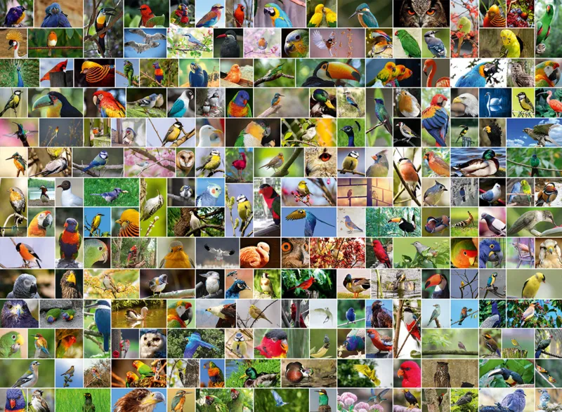 Collage - World's most Beautiful Birds