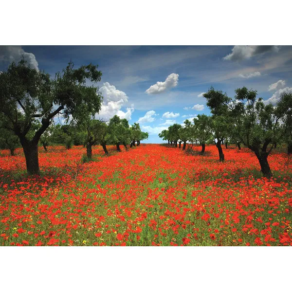 Champ de Coquelicots