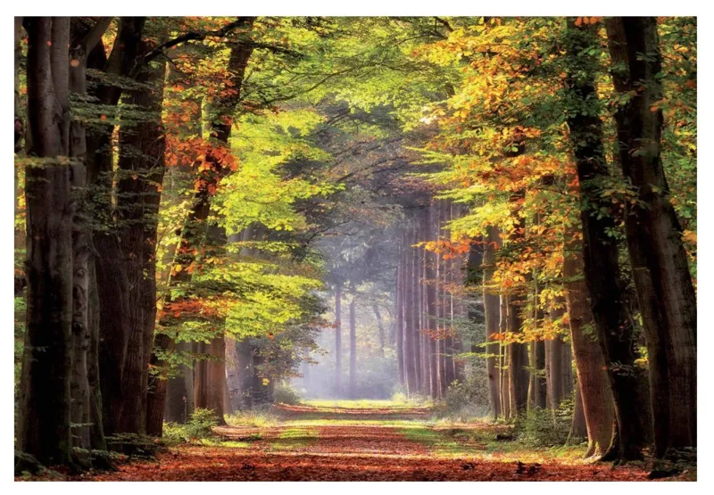 Promenez-vous dans la forêt d'automne