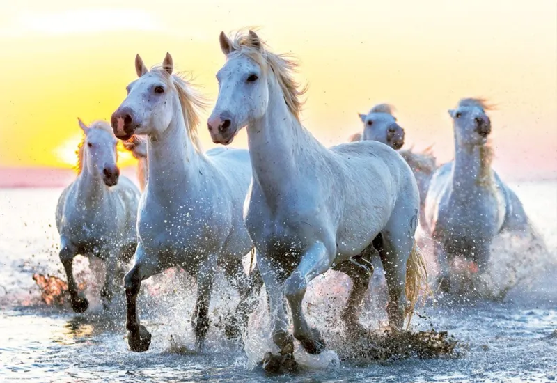 White Horses at Sunset