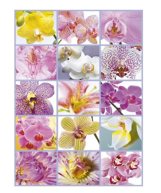 Collage d'Orchidées