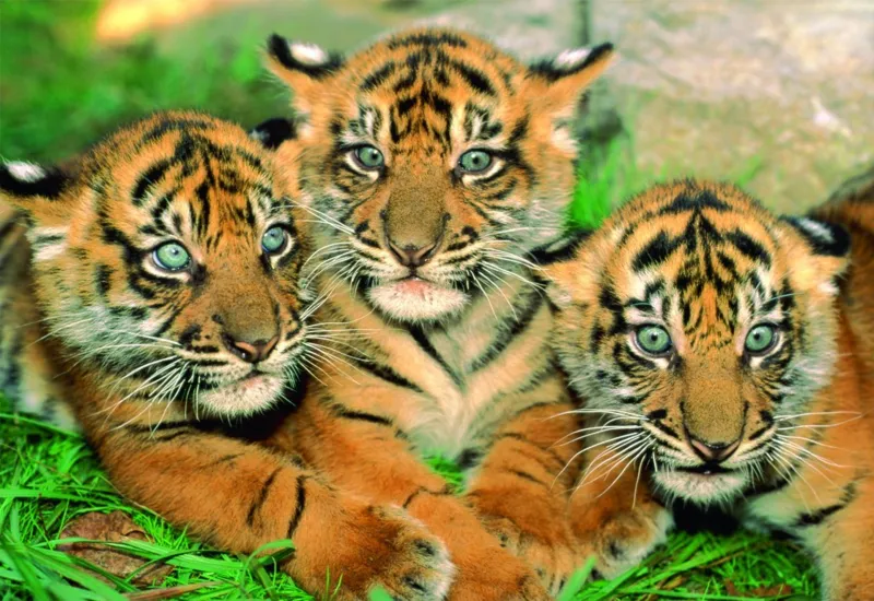 Petits Tigres