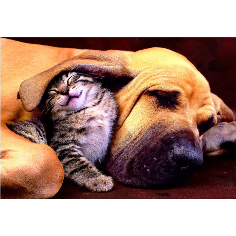 Fais de beaux rêves !