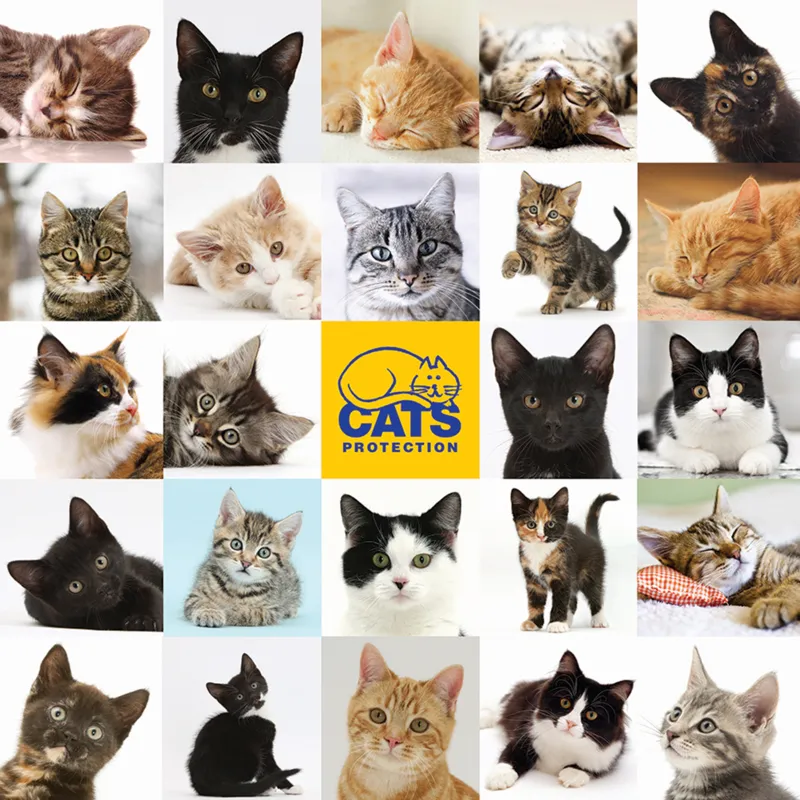 Cats Protection
