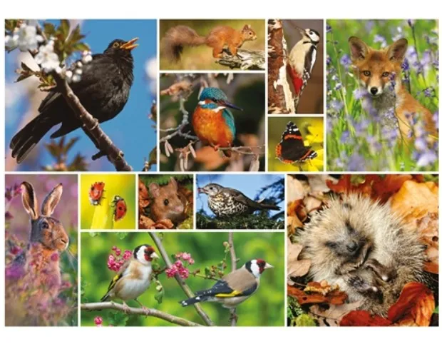 RSPB - Great British Wildlife