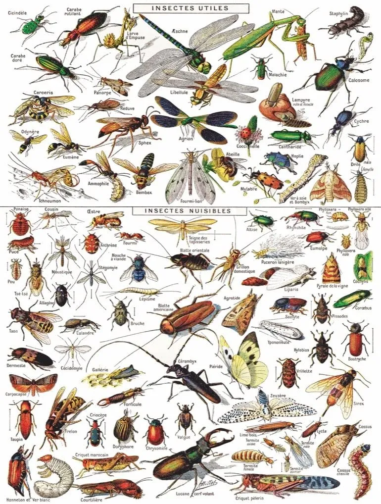 Vintage Images - Insects