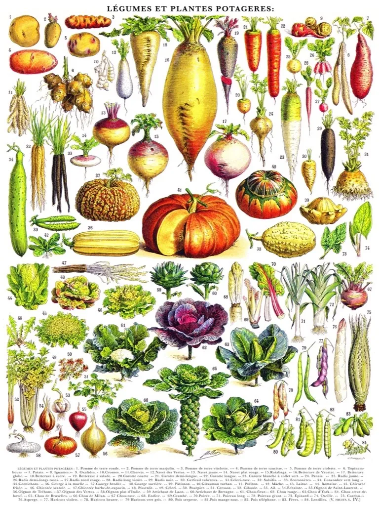 Vintage Images - Légumes