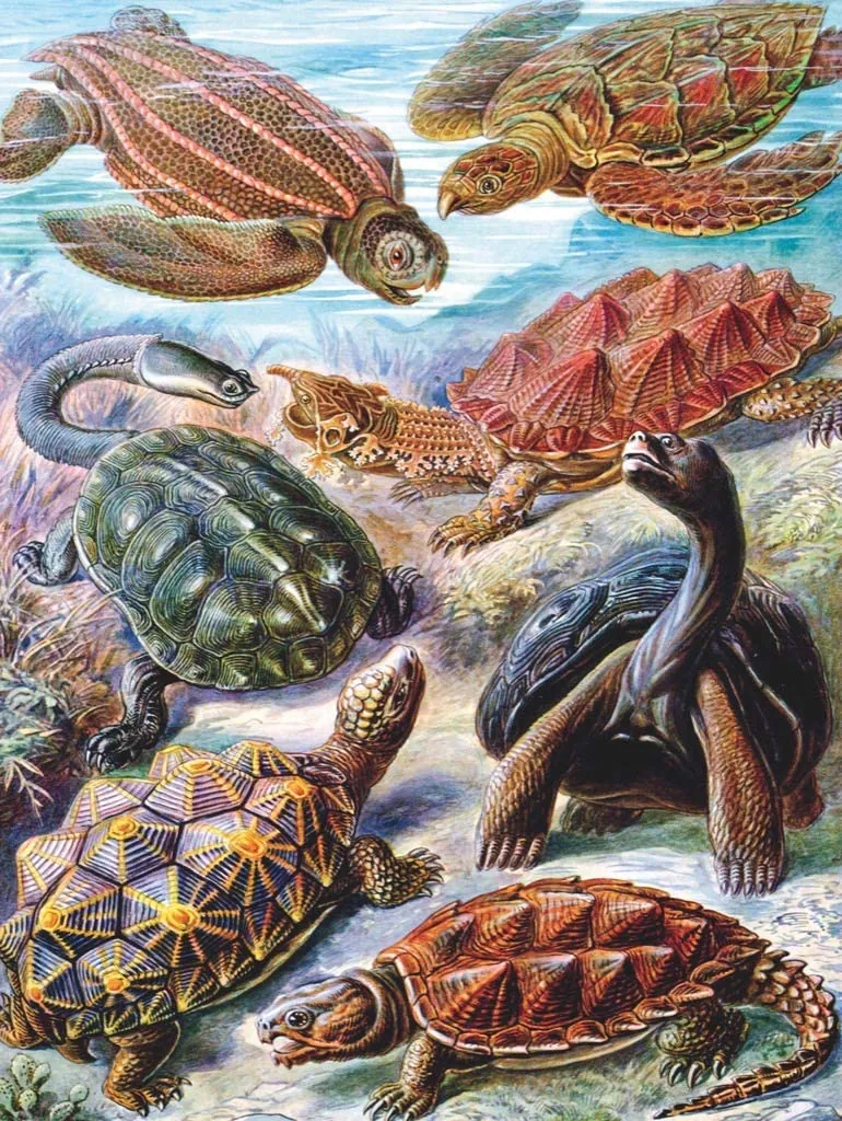 Vintage Images - Tortues