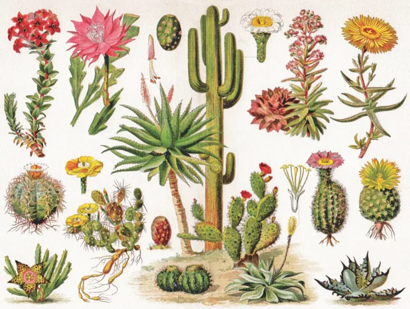 Vintage Images - Cactus