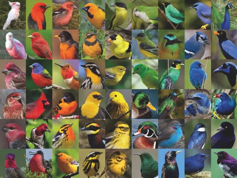 Rainbow of Birds