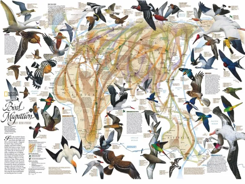 Eastern Bird Migration