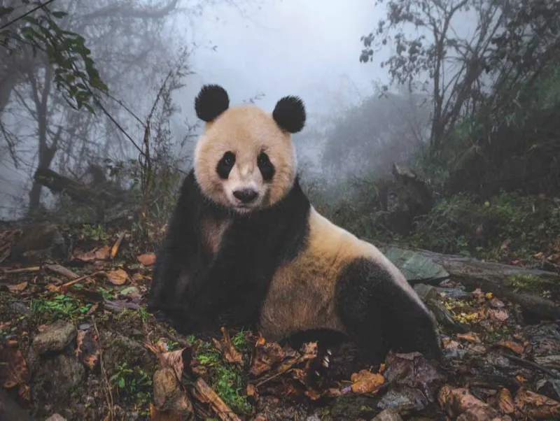 Giant Panda
