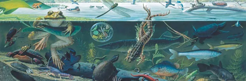 Pièces XXL - Freshwater Ecosystem