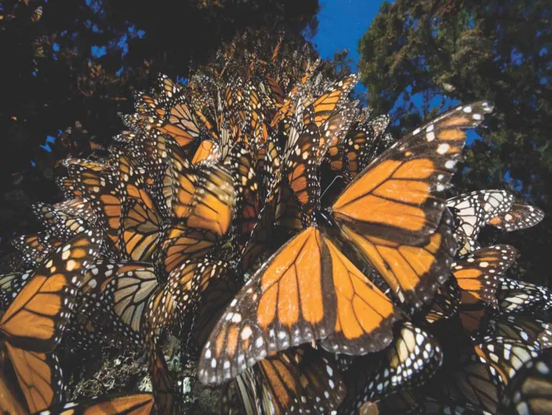 Pièces XXL - Monarch Butterflies