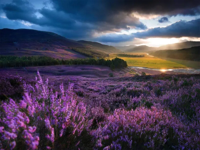 Pièces XXL - Heathered Highland Glen