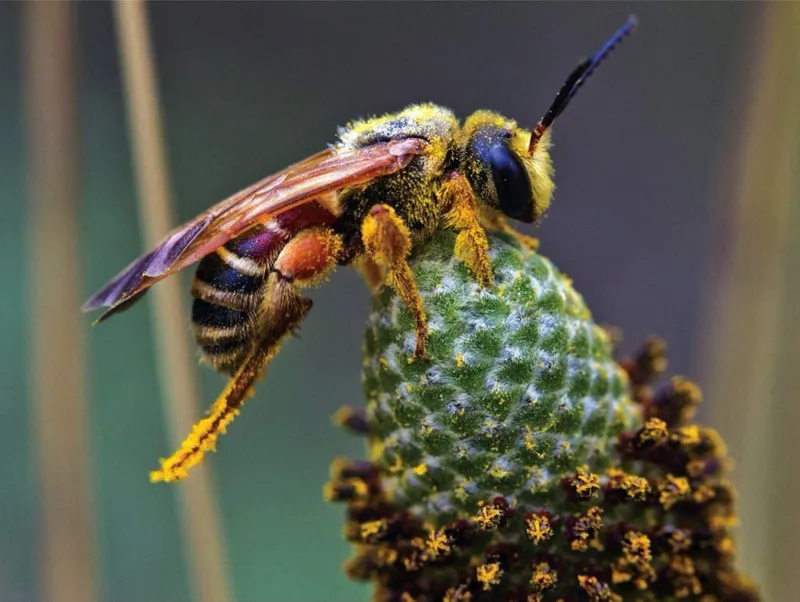 Pièces XXL - Busy Bee