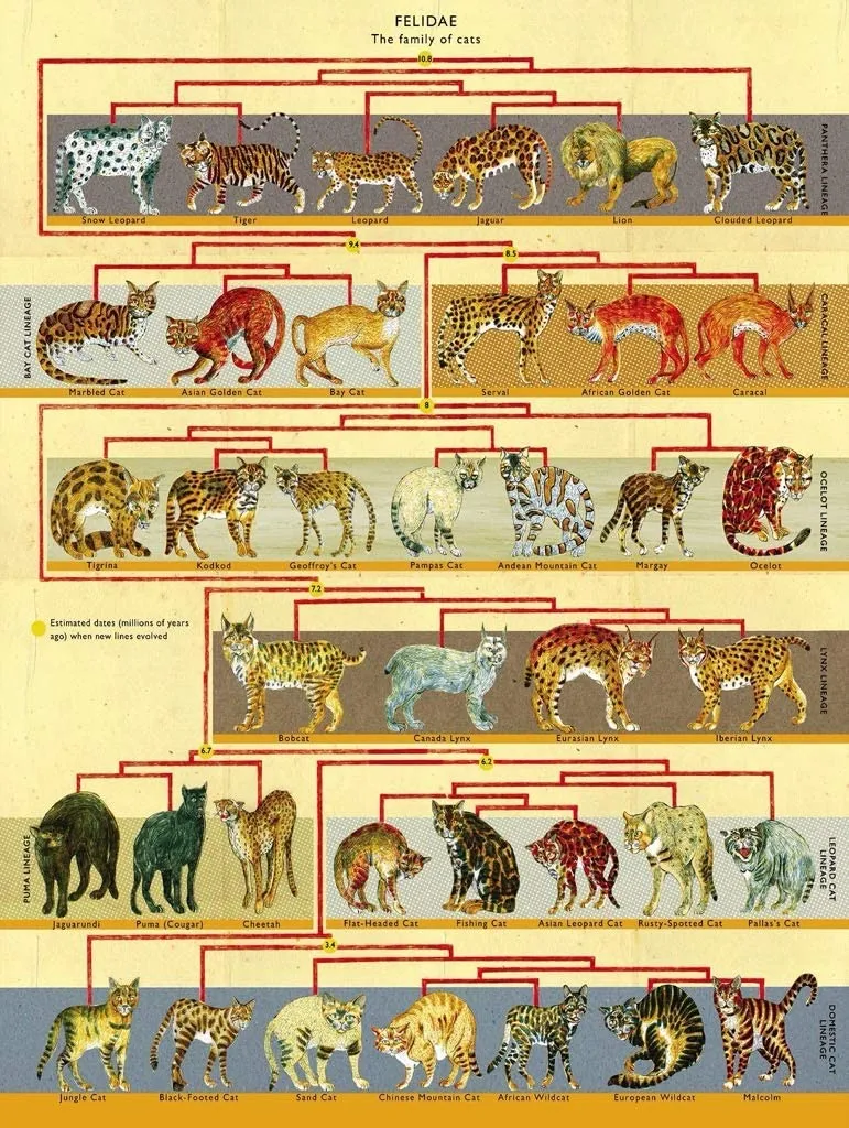 Pièces XXL - Feline Family Tree