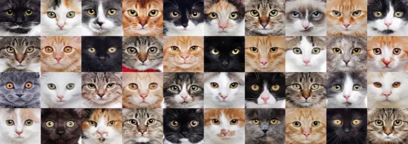 Collage de Chats